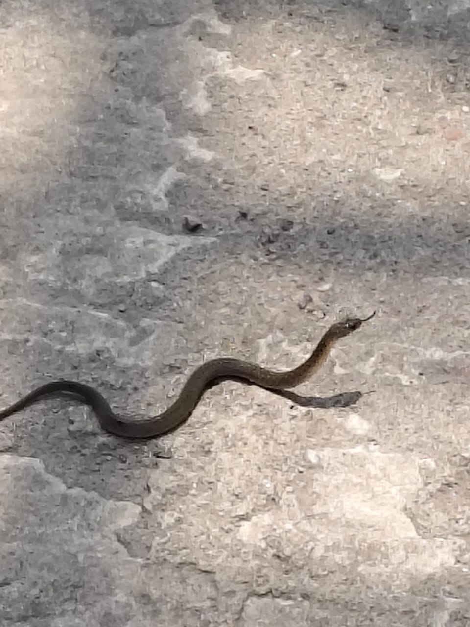 सांपों का डेरा रायगढ़ MCH में सांपों ने डाला डेरा, प्रसव पर पड़ा पहरा, ऑपरेशन थियेटर में 15-20 सांपों का तांडव, तीन दिन से डिलीवरी बंद, स्टाफ डर में