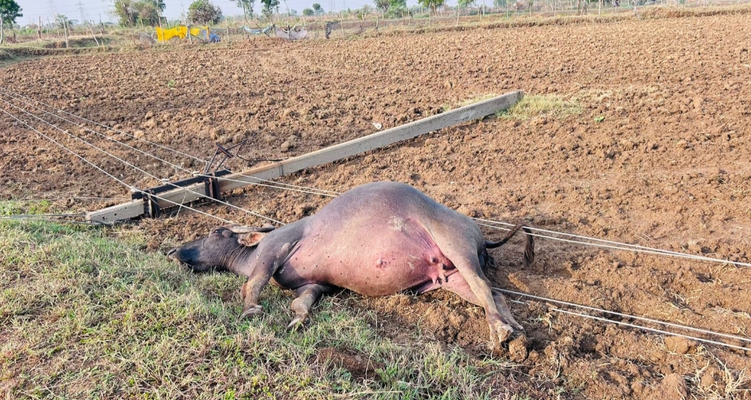 ग्राम पंचायत दुलदुला में बिजली करंट से चार मवेशियों की मौत ग्रामीणों ने की मुआवजे की मांग