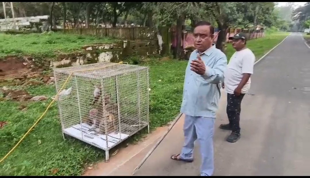 चिरमिरी में बंदरों का आतंक होगा अब खत्म वन विभाग की पहल से अब तक 35 बंदरों को सुरक्षित गुरुघासीदास टाइगर रिज़र्व में छोड़ा गया