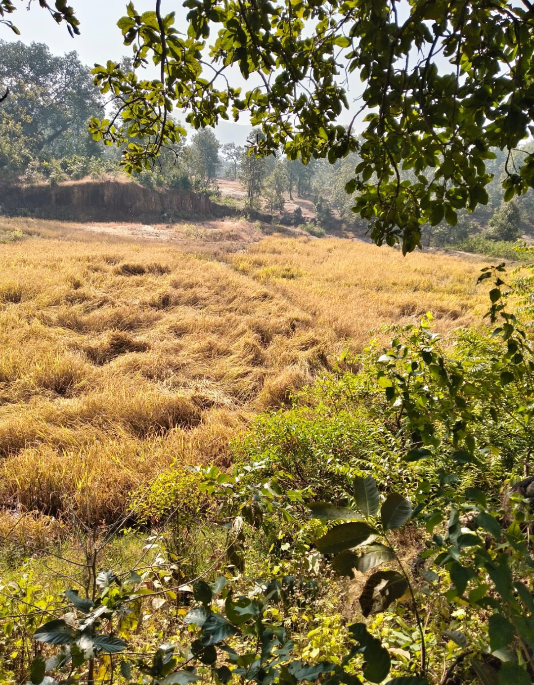 17 सदस्य हाथियों के दल ने जमकर मचाया उत्पात