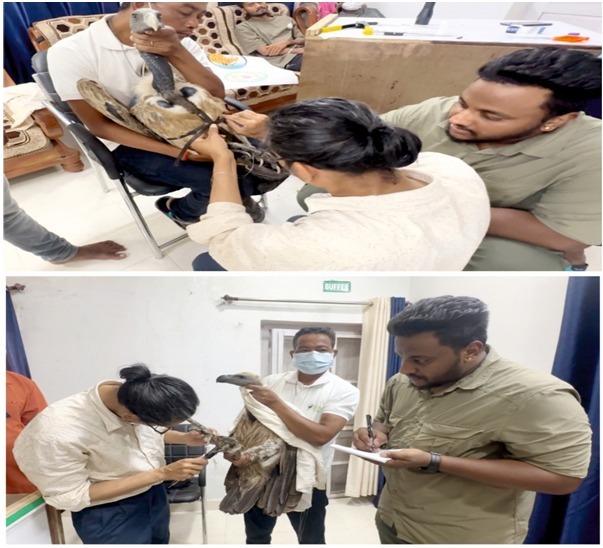 गिद्ध संरक्षण में छत्तीसगढ़ की नई उड़ान , इंद्रावती टाइगर रिजर्व बना देश का मॉडल