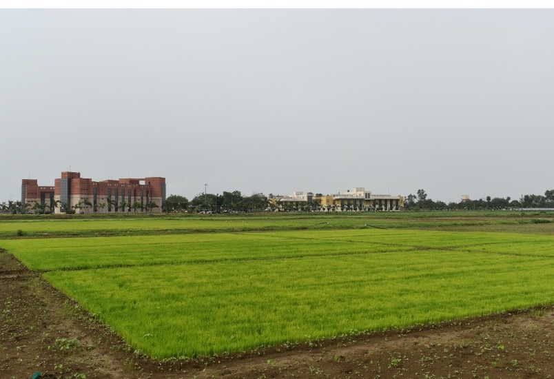 विलंबित मानसून धान किसानों के लिए भारतीय कृषि अनुसंधान परिषद राष्ट्रीय जैविक स्ट्रेस प्रबंधन संस्थान की वैज्ञानिक सलाह जारी