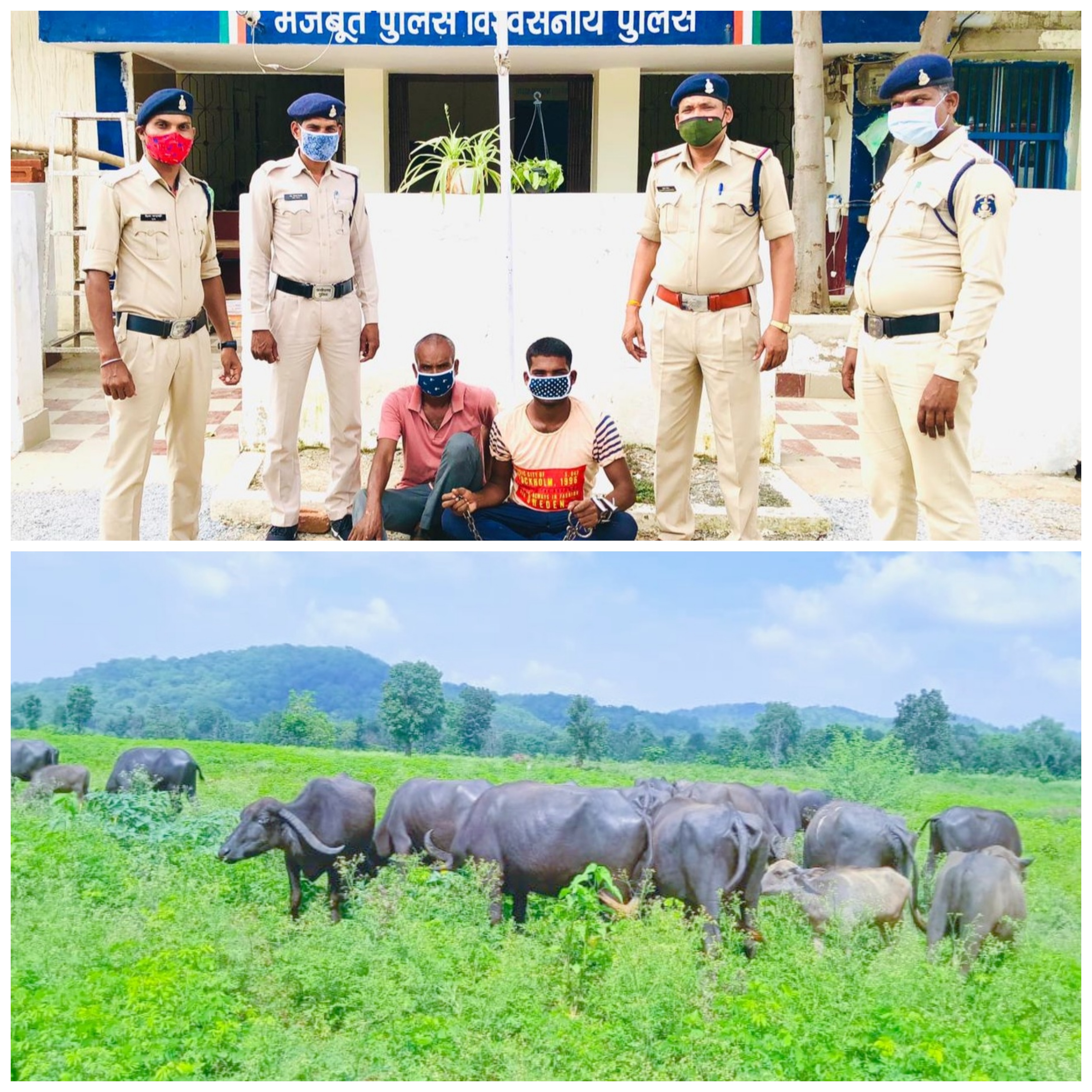 21 नग मवेशी की चोरी करने वाले 02 मवेशी चोरों को पंडरिया/ बोड़ला पुलिस के संयुक्त टीम ने किया गिरफ्तार।