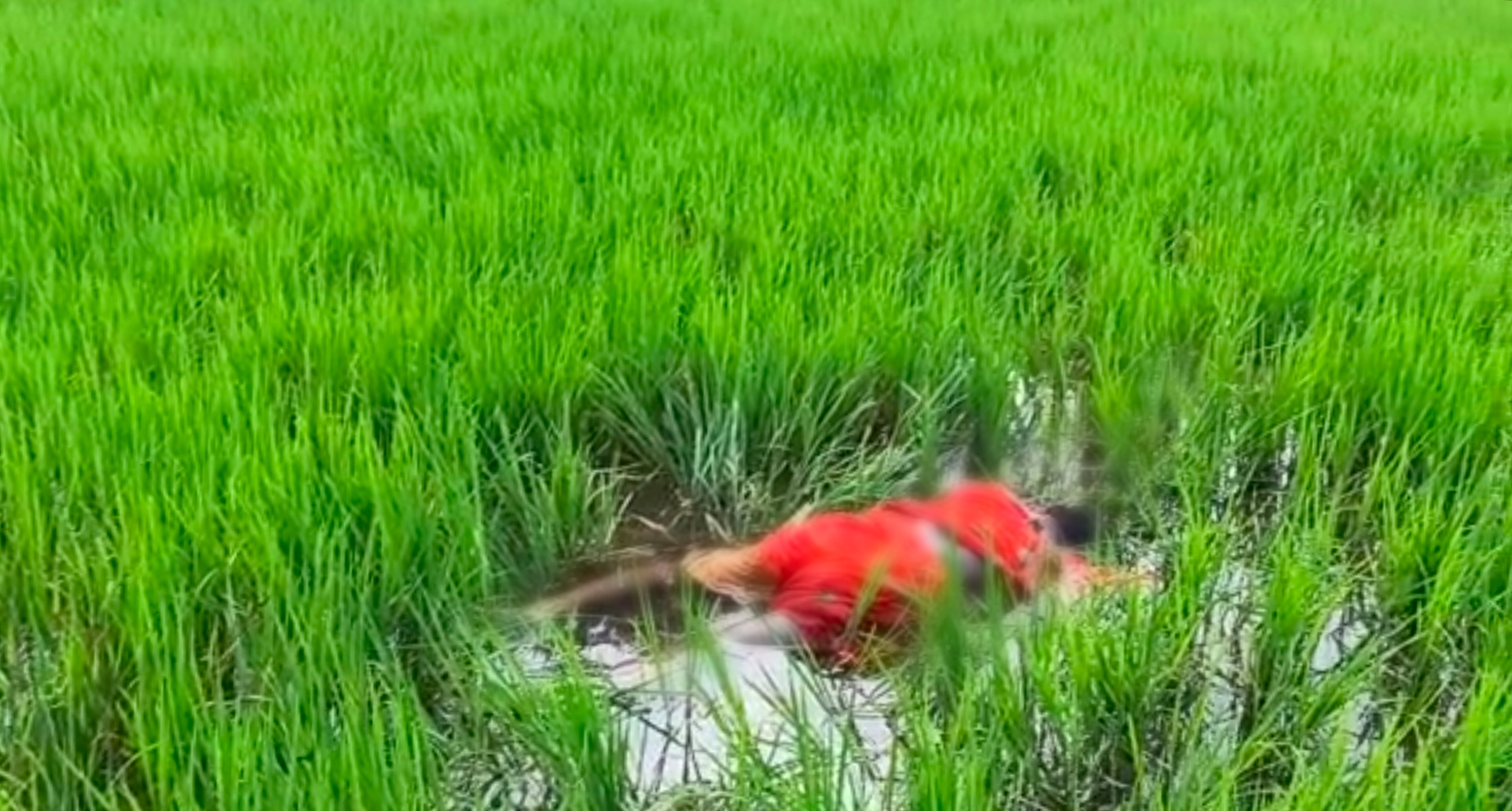 खेत में मिली 2 महिलाओं की अज्ञात लाश गांव में खौफ का माहौल जांच में जुटी पुलिस