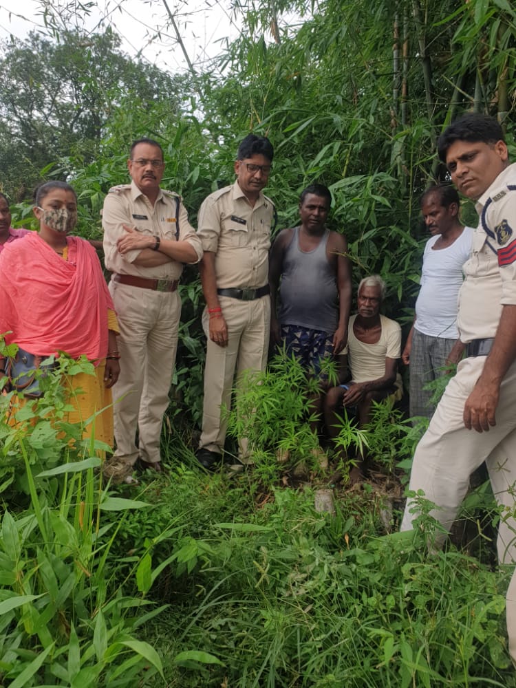 घर पर लगा रखा था गाँजा का पौधा, पुलिस ने जड़ सहित उखड़वाकर लिया कब्जे में, आरोपी हिरासत में