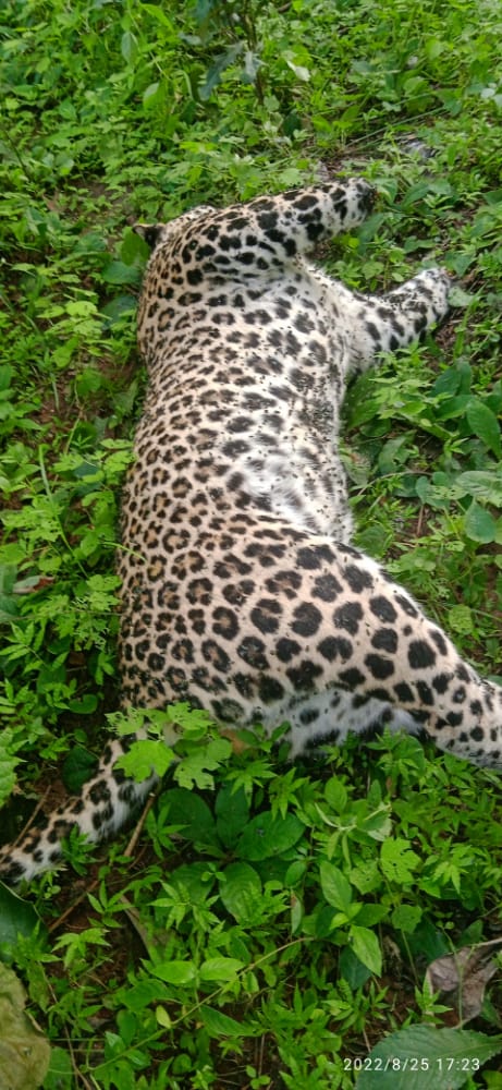 दुगली वन परिक्षेत्र में हुआ तेंदुए का शिकार शिकार करने वालों ने तेंदुए के चारों पंजे काटकर ले गए