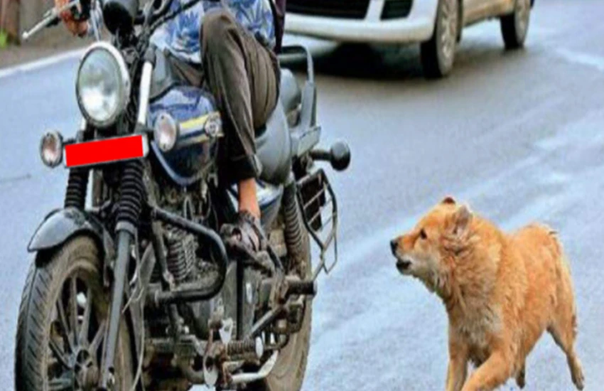 सड़क पर गाड़ियों के पीछे क्यों भागते हैं कुत्ते? वजह जानकर रह जाएंगे हैरान