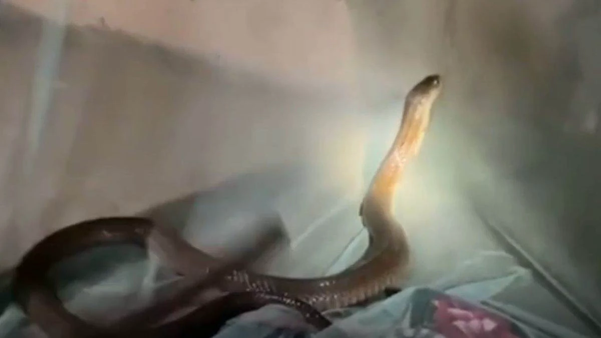 Cobra In Bedroom: रात भर कोबरा सांप के साथ चैन की नींद लेता रहा युवक, सुबह जब आंख खुली तो उड़ गए होश