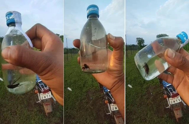 शराब की बोतल में निकला कीड़ा, पीने वाले के उड़े होश, शराब प्रेमियों में हड़कंप