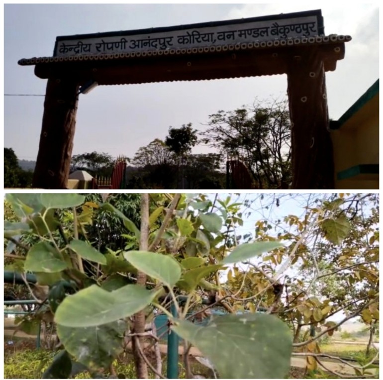 आयुर्वेद की दुनिया में चमत्कारिक औषधि दहिमन,, संजीवनी से कम नहीं,,   विलुप्त होते दहिमन को कोरिया वन मंडल द्वारा संरक्षित करने जारी है प्रयास,,,