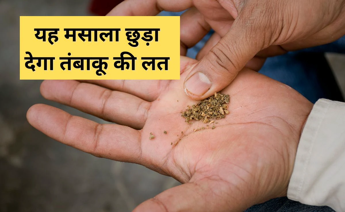 गुटका-सिगरेट की लत को जड़ से मिटा देगा रसोई का यह मसाला! एक्सपर्ट बोले &ndash; बस 3 घंटे मुंह में रखें, तंबाकू की तलब हो जाएगी गायब