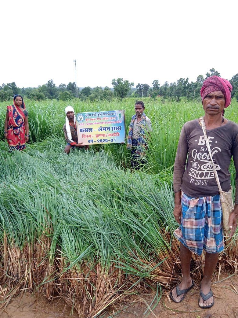 राज्य शासन की महत्वाकांक्षी सुराजी योजना बनी सामूहिक बाड़ी की प्रेरणा लेमन ग्रास एवं खस की स्लिप्स बेचकर सामूहिक बाड़ियों से कृषक कमा रहे लाखों