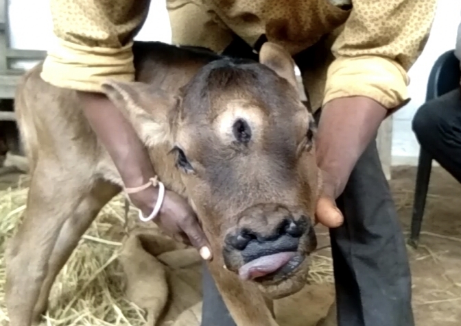 तीन आंखो वाला जन्मा बछड़ा, एक झलक पाने को लोगों की लगी कतार