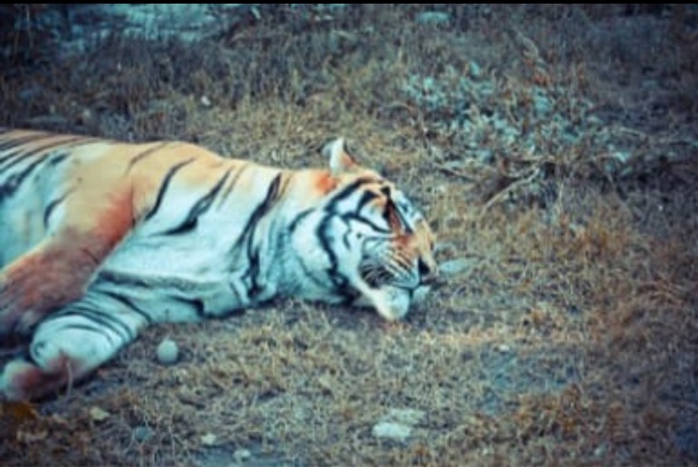 बाघिन की संदिग्ध मौत से मचा हड़कंप..  गुरुघासीदास नेशनल पार्क सोनहत के रामगढ़ वन परिक्षेत्र के सलगवां खुर्द इलाके की घटना
