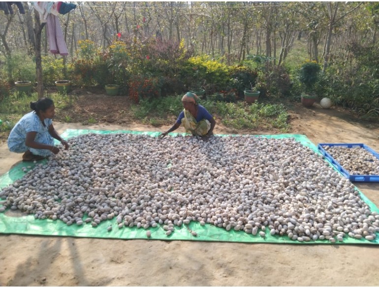 रेशमी धागों से सुनहरा होता वनांचल जीवन&rsquo; &rsquo;कोसा उत्पादन कार्य में जुड़े समूह, प्रथम फसल में 10 लाख से अधिक कोसे का हुआ उत्पादन&rsquo;