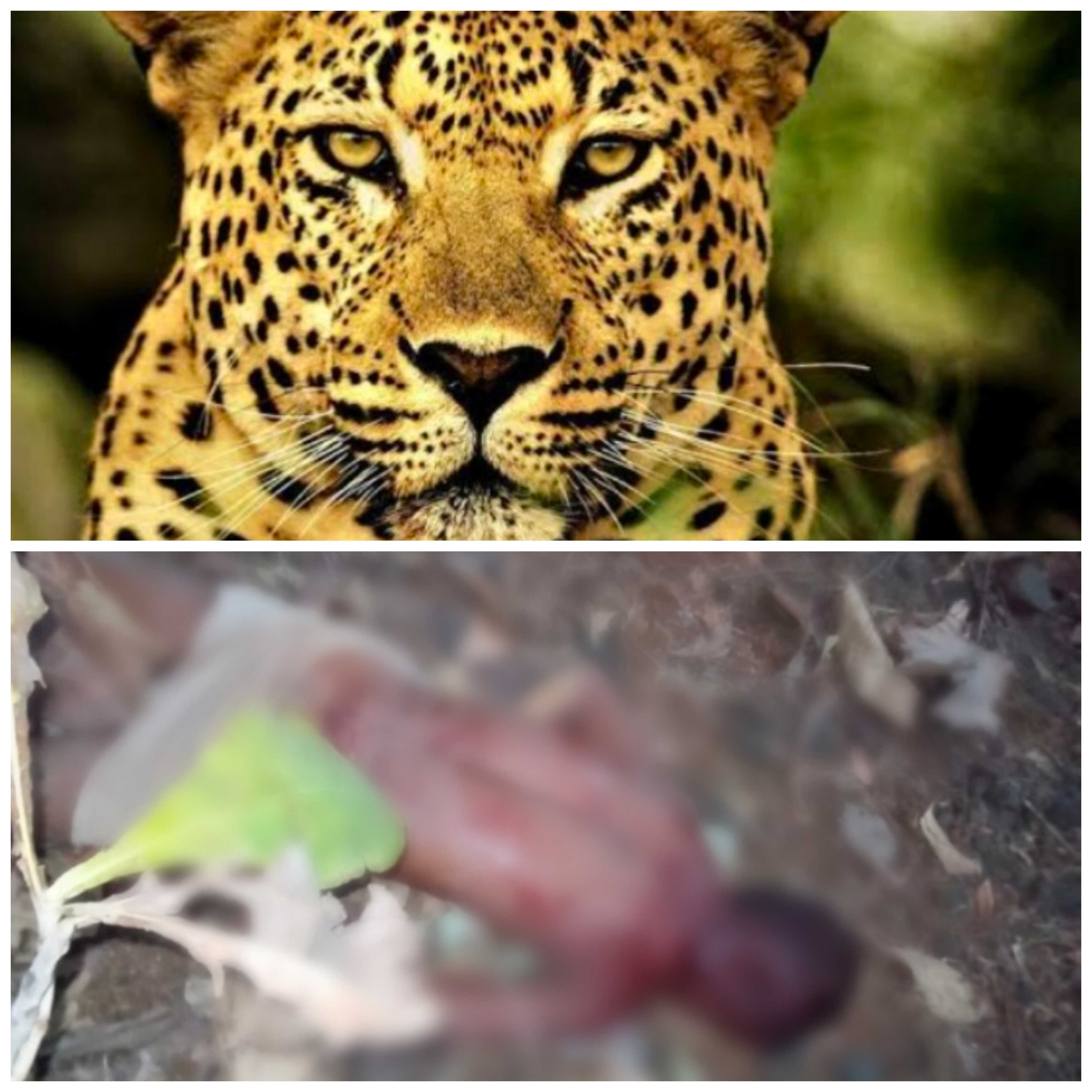 जनकपुर- तेंदुए ने ली फिर एक व्यक्ति की जान कब खत्म हो गा ये मौत का सिलसिला, डर के साए में जी रहे हैं ग्रामवासी