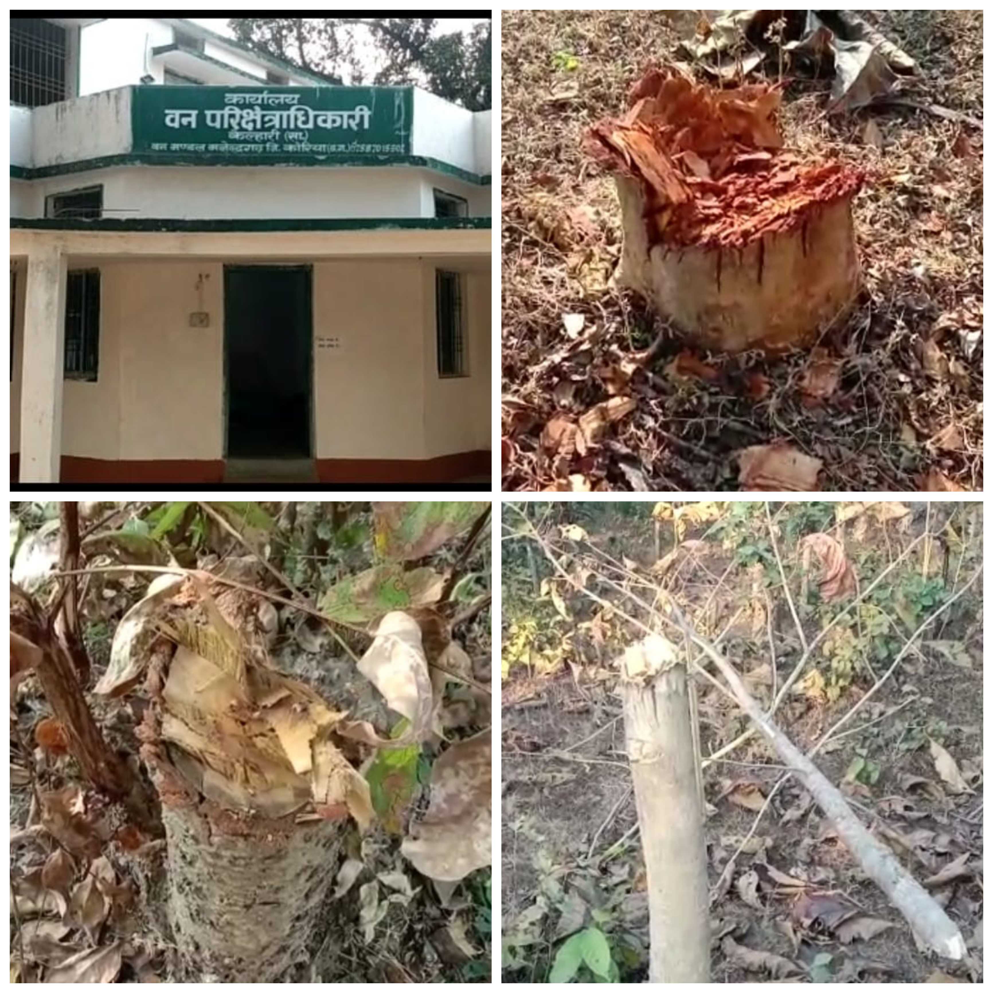 वन परिक्षेत्र केल्हारी में पेड़ों की अवैद्य कटाई निरंतर जारी संबंधित अधिकारी रोक लगाने में असमर्थ या नहीं पड़ता उनको फर्क 