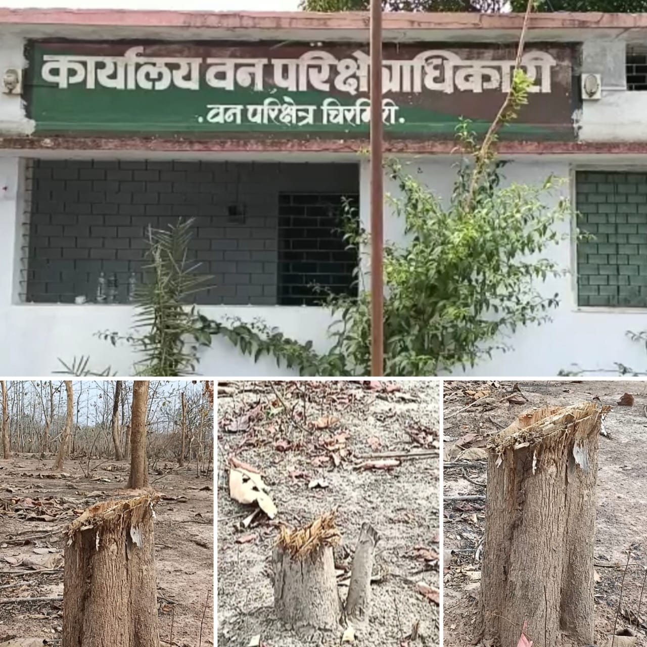 वन परिक्षेत्र चिरमिरी में चल रही वनस्पतियों की अवैद्य कटाई धड़ल्ले से... जब रेंजर ही मौन, वनस्पतियों को संरक्षण फिर देगा कौन