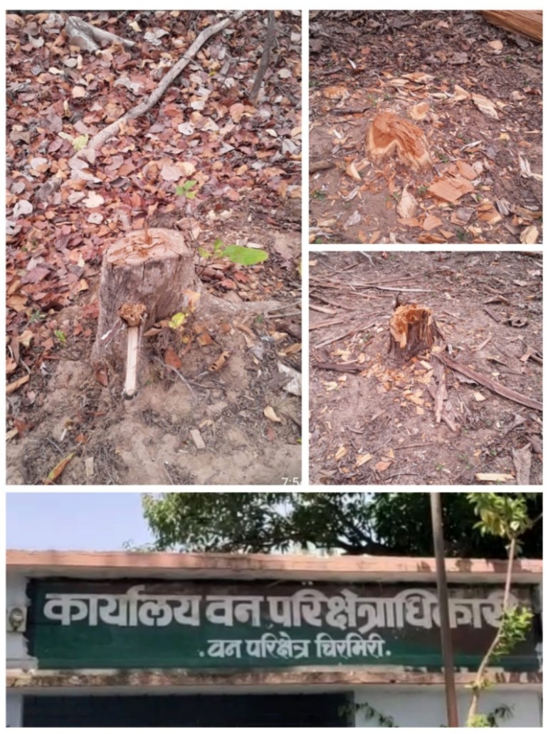 वन परिक्षेत्र चिरमिरी में वृक्षों की कटाई चरम सीमा पर सागौन वृक्षों  की हो रही अंधाधुंध कटाई, वन परिक्षेत्र अधिकारी रोकथाम लगा पाने में नाकाम