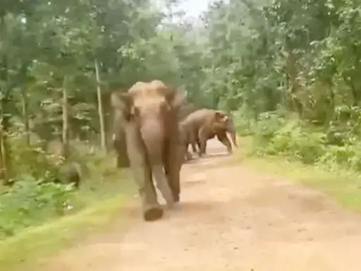  रायगढ़ में हाथी का तांडव! जंगल में बाइक सवारों को दौड़ाया&hellip; वायरल वीडियो देख रूह कांप जाएगी