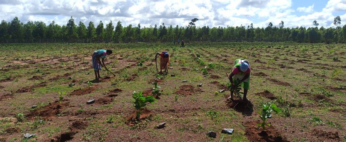 मुख्यमंत्री वृक्षारोपण प्रोत्साहन योजना: राज्य में अब तक 3243 एकड़ रकबा में 1.21 लाख पौधों का रोपण योजना का लाभ उठाने के लिए जुड़ चुके 1757 हितग्राही, ग्राम पंचायत तथा वन प्रबंधन समितियां