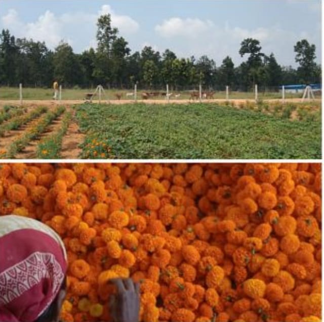 खड़गवां कला गौठान में मल्टी एक्टिविटी के तहत महिलाएं द्वारा फूल, मशरूम का उत्पादन...महिलाएं हो रही है आत्मनिर्भर&hellip;