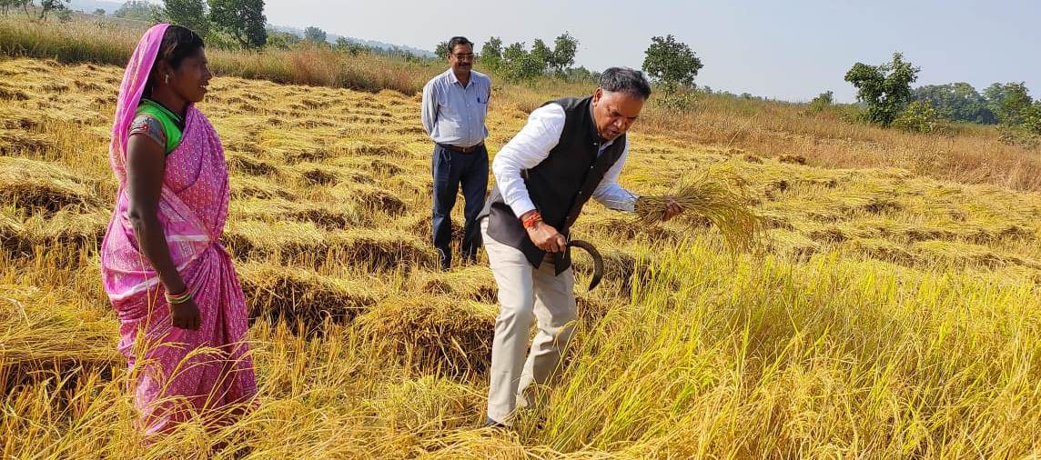 किसान परिवार को उतेरा फसल बुआई की सलाह देते उनके साथ धान कटाई करने लगे कलेक्टर श्री ध्रुव