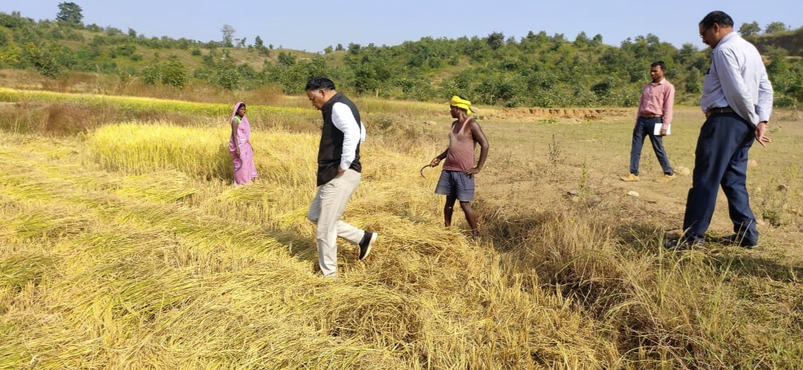 किसान परिवार को उतेरा फसल बुआई की सलाह देते उनके साथ धान कटाई करने लगे कलेक्टर श्री ध्रुव