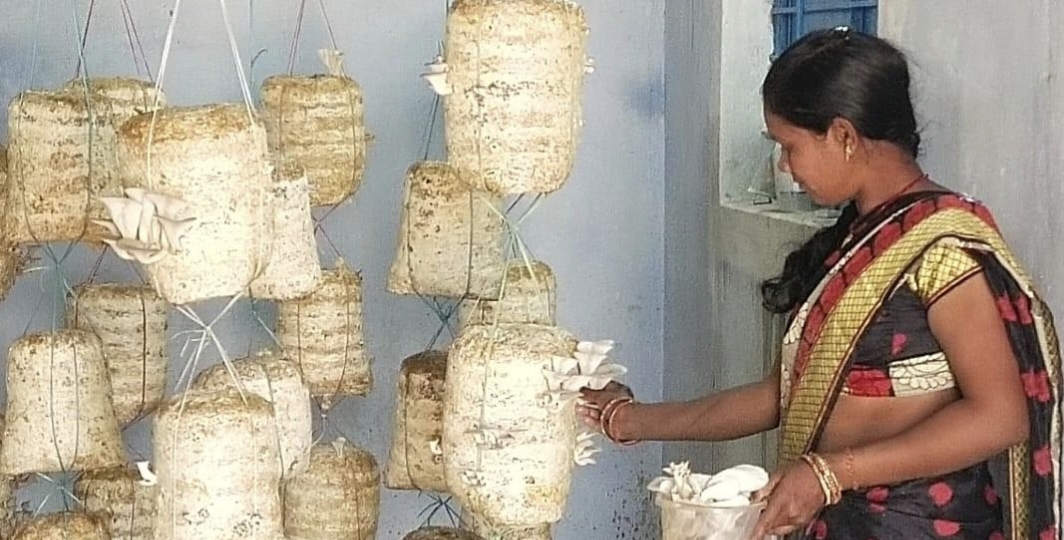 गौठान में मशरूम उत्पादन, कम लागत में अधिक फायदा समूह की महिलाएं बोली शासन की योजना का कमाल, आर्थिक आत्मनिर्भरता है सुखदायक