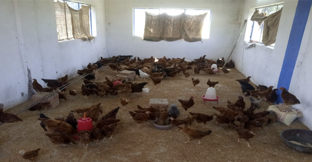 मुर्गीपालन कर आर्थिक उन्नति की राह पर हैं ग्राम पिपरिया के रोशनी समूह की महिलाएं