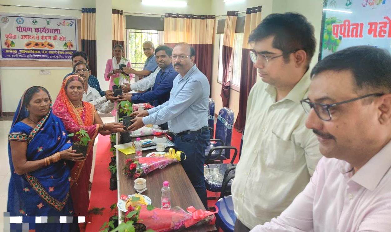 रायपुर बनेगा पपीता उत्पादक जिला आईआईएचआर ने तैयार की पपीता की उन्नत प्रजाति अर्का प्रभात