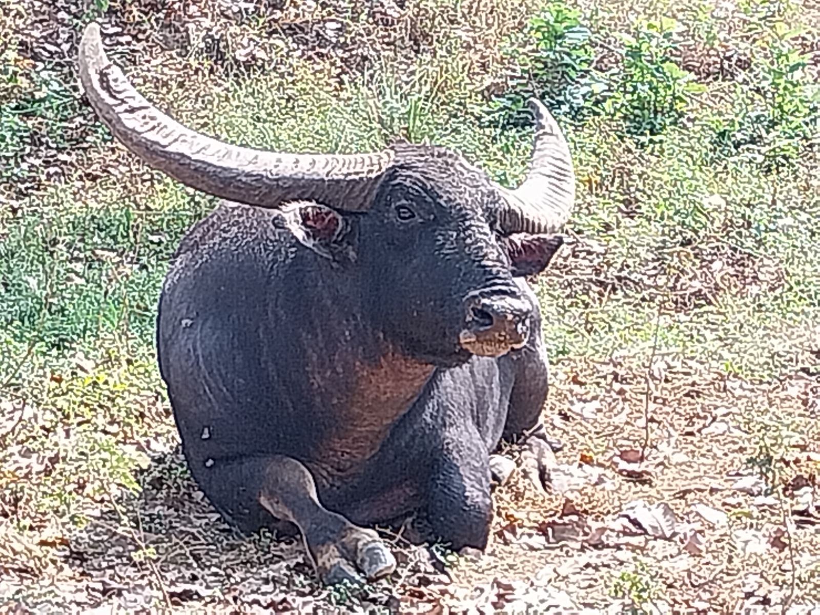  20 साल कैद के बाद बूढ़े अंधे छोटू वन भैंसा को जंगल में छोड़ने की तैयारी,  क्या वह जंगल में विचरण कर पाएगा